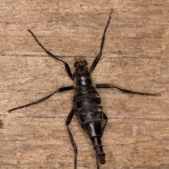 Boreoides subulatus at Melba, ACT - 22 Apr 2022