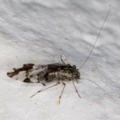 Psocodea 'Psocoptera' sp. (order) (Unidentified plant louse) at Melba, ACT - 26 Apr 2022 by kasiaaus