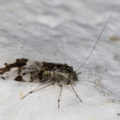 Psocodea 'Psocoptera' sp. (order) at Melba, ACT - 27 Apr 2022 01:18 AM
