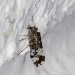 Psocodea 'Psocoptera' sp. (order) at Melba, ACT - 27 Apr 2022 01:18 AM