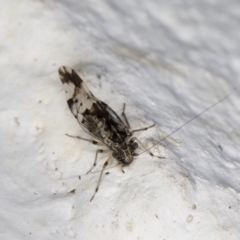 Psocodea 'Psocoptera' sp. (order) at Melba, ACT - 27 Apr 2022 01:18 AM
