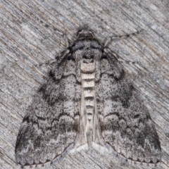 Smyriodes undescribed species nr aplectaria at Melba, ACT - 21 Apr 2022 by kasiaaus
