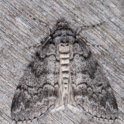 Smyriodes undescribed species nr aplectaria at Melba, ACT - 21 Apr 2022 by kasiaaus