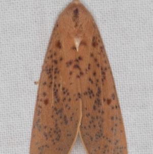 Plesanemma fucata at Melba, ACT - 21 Apr 2022 11:57 PM