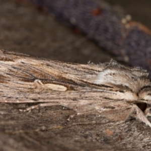 Persectania ewingii at Melba, ACT - 22 Apr 2022 11:48 PM