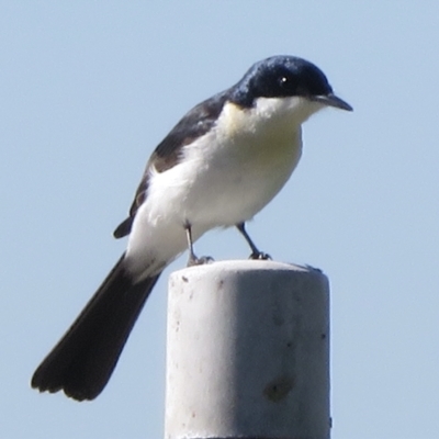 Myiagra inquieta (Restless Flycatcher) at Fyshwick, ACT - 3 May 2022 by RobParnell