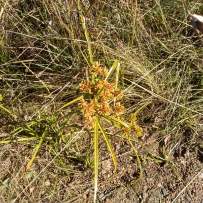 Cyperus eragrostis (Umbrella Sedge) at Cooma, NSW - 3 May 2022 by mahargiani