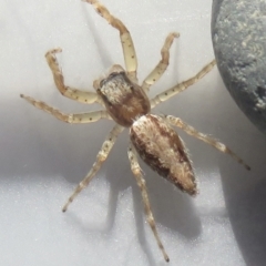 Helpis sp. (genus) (Unidentified Bronze Jumping Spider) at Narrabundah, ACT - 30 Apr 2022 by RobParnell