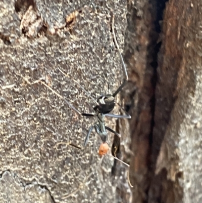 Leptomyrmex erythrocephalus (Spider ant) at Tennent, ACT - 3 May 2022 by Steve_Bok