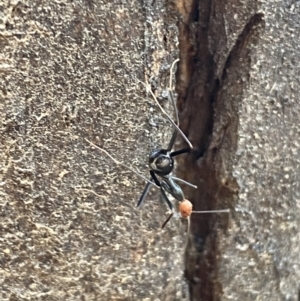 Leptomyrmex erythrocephalus at Tennent, ACT - 3 May 2022