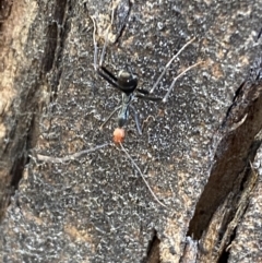 Leptomyrmex erythrocephalus at Tennent, ACT - 3 May 2022