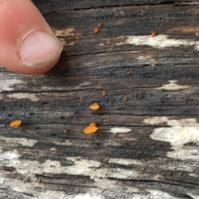 Unidentified Fungus at Pambula, NSW - 8 Apr 2022 by elizabethgleeson