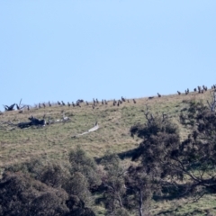 Macropus giganteus (Eastern Grey Kangaroo) at Molonglo Valley, ACT - 3 May 2022 by AlisonMilton