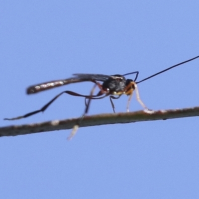 Heteropelma scaposum (Two-toned caterpillar parasite wasp) at Molonglo Valley, ACT - 3 May 2022 by AlisonMilton