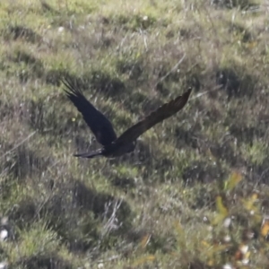 Zanda funerea at Molonglo Valley, ACT - 3 May 2022 01:32 PM