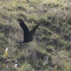 Zanda funerea at Molonglo Valley, ACT - 3 May 2022 01:32 PM