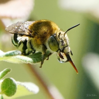 Amegilla sp. (genus) (Blue Banded Bee) at Page, ACT - 2 May 2022 by DonTaylor