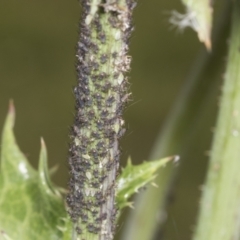 Aphididae (family) (Unidentified aphid) at Molonglo Valley, ACT - 26 Apr 2022 by AlisonMilton