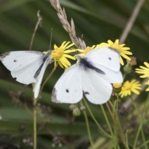 Pieris rapae at Molonglo Valley, ACT - 26 Apr 2022