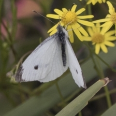 Pieris rapae at Molonglo Valley, ACT - 26 Apr 2022