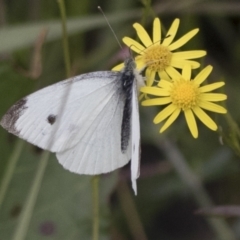 Pieris rapae at Molonglo Valley, ACT - 26 Apr 2022