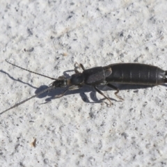 Nala lividipes (Black field earwig) at Molonglo Valley, ACT - 3 May 2022 by AlisonMilton