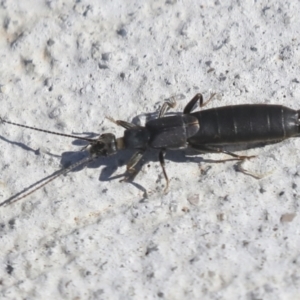 Nala lividipes at Molonglo Valley, ACT - 3 May 2022