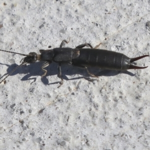 Nala lividipes at Molonglo Valley, ACT - 3 May 2022