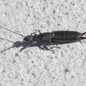 Nala lividipes at Molonglo Valley, ACT - 3 May 2022