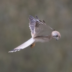 Falco cenchroides at Molonglo Valley, ACT - 26 Apr 2022