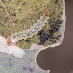 Phylacteophaga froggatti (Leafblister sawfly) at Molonglo Valley, ACT - 26 Apr 2022 by AlisonMilton