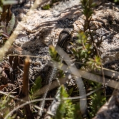 Liopholis whitii (White's Skink) at Tennent, ACT - 2 May 2022 by SWishart