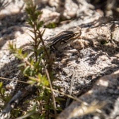 Liopholis whitii at Tennent, ACT - 2 May 2022