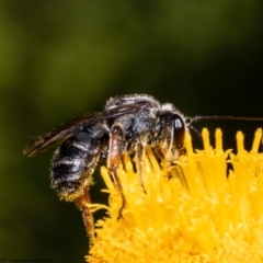 Lipotriches sp. (genus) at Acton, ACT - 3 May 2022