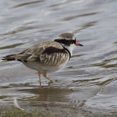 Charadrius melanops (Black-fronted Dotterel) at Molonglo Valley, ACT - 26 Apr 2022 by AlisonMilton