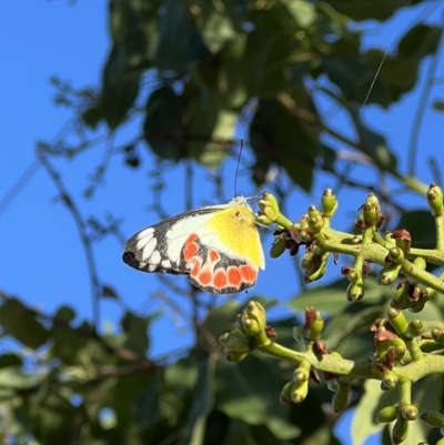 Delias argenthona (Scarlet Jezebel) at Lightning Ridge, NSW - 2 May 2022 by SimoneC