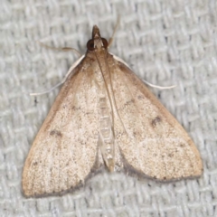 Metasia pharisalis (A Crambid moth) at O'Connor, ACT - 29 Apr 2022 by ibaird