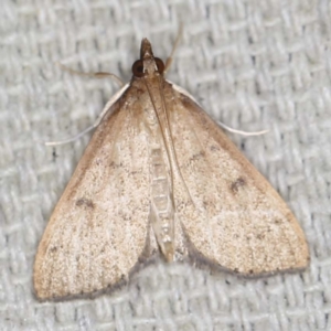 Metasia pharisalis at O'Connor, ACT - 29 Apr 2022