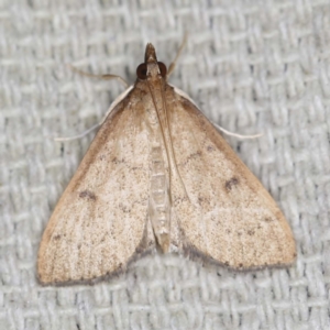 Metasia pharisalis at O'Connor, ACT - 29 Apr 2022