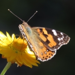 Vanessa kershawi (Australian Painted Lady) at Acton, ACT - 3 May 2022 by RodDeb