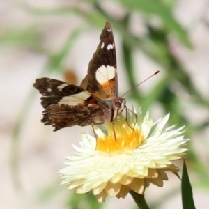 Vanessa itea at Acton, ACT - 3 May 2022 01:14 PM