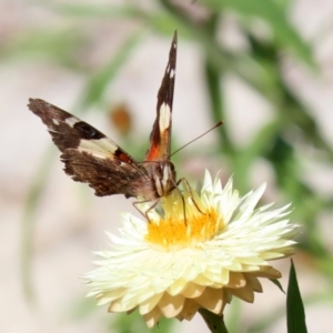 Vanessa itea at Acton, ACT - 3 May 2022 01:14 PM