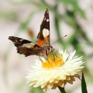 Vanessa itea at Acton, ACT - 3 May 2022 01:14 PM