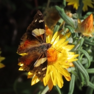 Vanessa itea at Acton, ACT - 3 May 2022