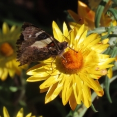 Vanessa itea at Acton, ACT - 3 May 2022 01:14 PM