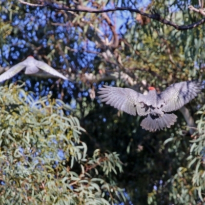 Callocephalon fimbriatum (Gang-gang Cockatoo) at Acton, ACT - 3 May 2022 by RodDeb