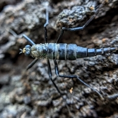 Boreoides subulatus (Wingless Soldier Fly) at Watson, ACT - 3 May 2022 by sbittinger