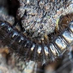 Ecnolagria sp. (genus) (A brown darkling beetle) at Mount Majura - 2 May 2022 by sbittinger
