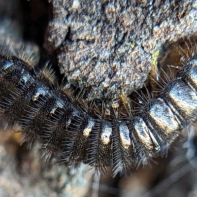 Ecnolagria sp. (genus) (A brown darkling beetle) at Mount Majura - 2 May 2022 by sbittinger