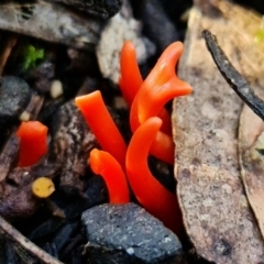 Clavulinopsis sulcata (A club fungi) at Paddys River, ACT - 2 May 2022 by RobG1